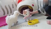 主人在狗狗面前宠爱猫咪，汪星人看后狂吃醋，接下来忍住别笑