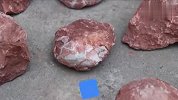江西工地挖出6600万年前恐龙蛋化石