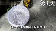 香蕉皮是个宝，种菜人都不舍得扔，简单几步就能制作成高钾肥！