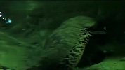 旅游-现存最长娃娃鱼 身长达1.58米_clip