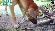 猴子和狗狗一起去钓鱼，没想到狗狗被猴子耍得团团转！