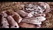 超级可爱的小猪崽们