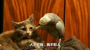 猫咪正在熟睡，主人故意拉扯熟睡猫咪，猫咪的反应太好玩了