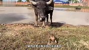 岸边有只湿漉漉的小猴子，黑牛有点不放心，立马上前照看它