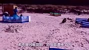 海边一条大鱼搁浅，发了疯似的拼命挣扎，没有一人敢靠近！