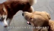 哈士奇和金毛吵架，过程看一次笑一次，太逗了哈哈