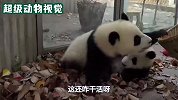 大熊猫仗着自己的地位，总给饲养员招惹是非，太调皮了