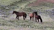 刚出生的小马驹被野马群欺负，马妈妈拼命保护小马，太感动了！