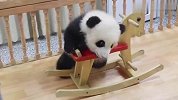 熊猫第一次玩摇摇马，画面又好笑又心酸，网友：真想帮帮崽崽