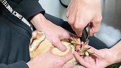 给猫头鹰剪指甲有多难？铲屎官都要崩溃了，看完忍住别笑