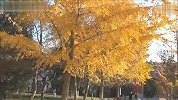 旅游-北京地坛公园银杏秋景是如此迷人