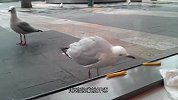 男子故意逗海鸥，将薯条防在窗户前，海鸥的举动你别笑！