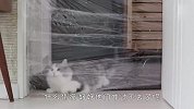 透明墙比赛！猫咪和萨摩耶谁能先过去？镜头记录爆笑全程