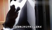 猫咪暴打电视机，主人拉都拉不住，看完笑岔气了
