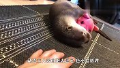 自从有了小猪玩偶，水獭连主人都不要了，铲屎官：我这是何苦啊