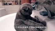 主人给猫咪做了个打地鼠机，猫咪将打地鼠的功夫练得出神入化