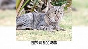 宠物冷知识：猫咪能吃哪些东西？
