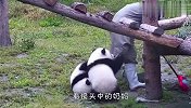 熊猫团子争宠，奶爸奶妈快要招架不住了，场面笑爆了