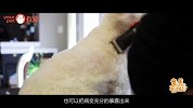 剃毛有助于宠物皮肤病恢复？这是真的吗？