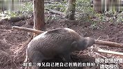 男子活捉200多斤大野猪，手段简单又有效，野猪绑的一点脾气没有