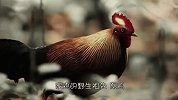 世界上最昂贵的鸡！吃一口就可能牢底坐穿，这是为何？
