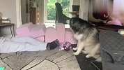 阿拉斯加犬从电视里看到自己的“兄弟”，瞬间控制不住自己了