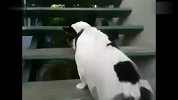 太搞笑了 肥狗狗上楼梯