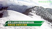 “狠角色”现身！四川甘孜拍到猞猁活动清晰影像