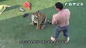 男子醉酒闯入老虎园，疯狂挑衅猛虎，这是在上演武松打虎？