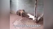 比特犬挑战老虎，结果连个青铜都不及！