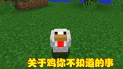 我的世界中最常见的鸡，也有隐藏小知识，许多老玩家都不知道