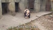 熊猫团子被关在门外，可怜模样惹人怜，网友-来我家吧
