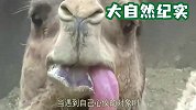 这只骆驼举止怪异，路人凑近一看，顿时红了脸