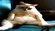 太喜感了！猫咪打嗝的同时放了个屁