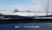 雪地里露出3个毛茸茸的小脑袋，司机立刻下车查看，结局太暖心