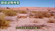 布须曼人把猎豹的食物抢走，两只猎豹都不敢反抗，螳螂捕蝉黄雀在后