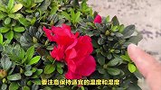 杜鹃花的养殖办法和注意事项
