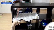 简单易学的养猫妙招，分分钟解决养猫烦恼
