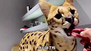人类的神奇大猫，原来猞猁也能养？