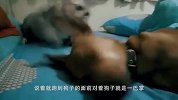 主人给橘猫买个“充气猫”，结果猫咪一巴掌把它拍漏气，太搞笑了