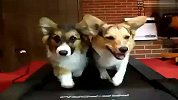 [搞笑]柯基犬也玩跑步机