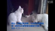 视频全景展现猫版平媒编辑搞笑表情