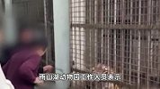 无知！动物园内老人当孩子面屡次用树枝戳老虎取乐_园方：不允许
