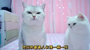 小猫咪不敢出门，竟然是害怕外面的魔鬼