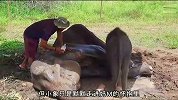 受伤的象妈妈让宝宝吃奶直到咽下最后一口气，母爱真伟大！