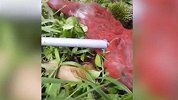 猴子偷榴莲被果农喷红漆，网友指责是虐待动物