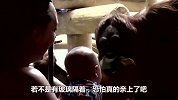大猩猩隔着玻璃亲吻宝宝，那认真的样子，太有爱了！
