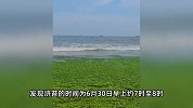 山东一地海面变“草原”了！海上行船似“陆地行舟”，当地回应