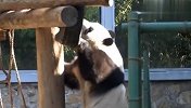 吃货熊猫上线了！嘴馋起来什么都想吃，场面笑爆了