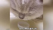 猫咪可以吃人类的哪些食物，你都知道吗？